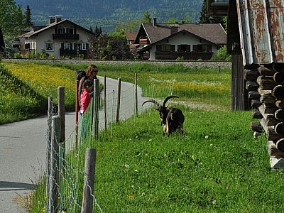 Ein Ziegenbock erregt unsere Aufmerksamkeit.