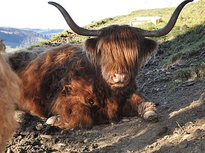 ... Schottischen Hochlandrinder.
