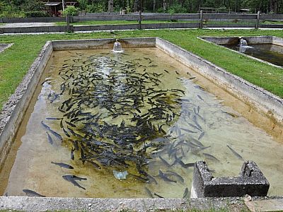 tummeln sich in den Zuchtbecken.