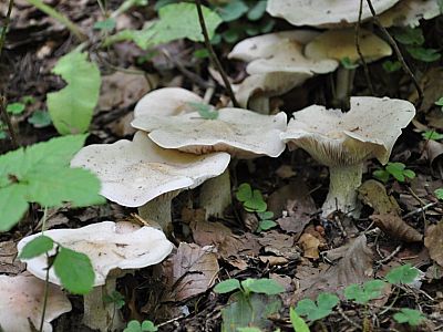 Wieder finden wir Pilze