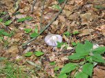 Pilz am Wegesrand