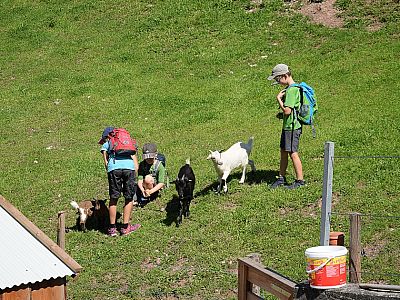 ... lassen Ziegen die Herzen der Kinder höher schlagen.