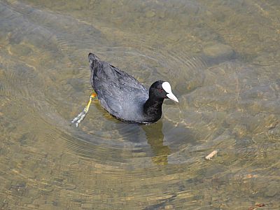 Neugieriges Blesshuhn