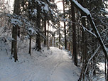 ...durch dichten Bergwald...