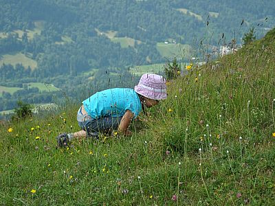 Auch in einer Wiese gibt es allerlei zu entdecken.