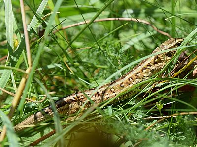 Auch im Gras lässt sich viel entdecken