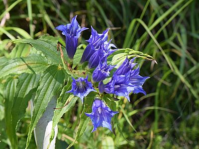 Schwalbenwurz-Enzian