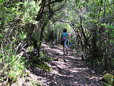Schattenspiele im Wald
