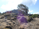 Der Wind hat den Baum in Form gebracht