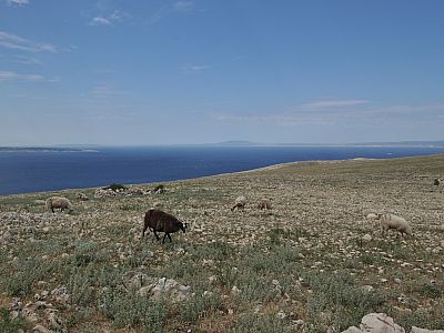 Schafe suchen im steinigen Gelände nach Grün
