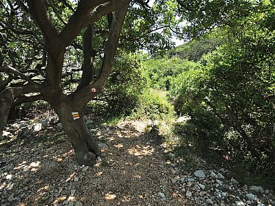 Nachdem wir die Bäume erreicht haben, wird der Weg wieder leichter