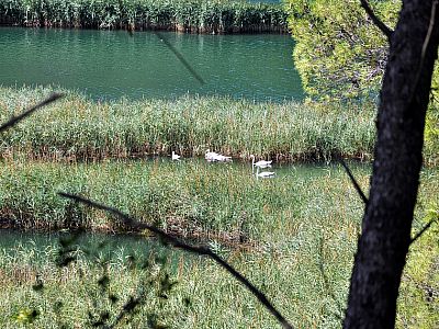 Schwäne verstecken sich im Schilf am Ufer der Krka
