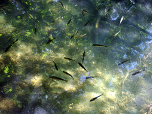 Zahlreiche Fische schwimmen direkt neben dem Weg in der Krka