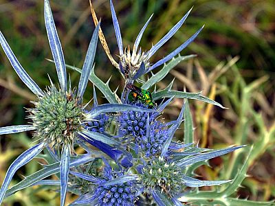 Eine Blaue Distel (Alpen-Mannstreu) mit grünem Insekt
