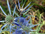 Eine Blaue Distel (Alpen-Mannstreu) mit grünem Insekt