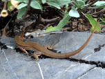 ... genießen Salamander die Sonne