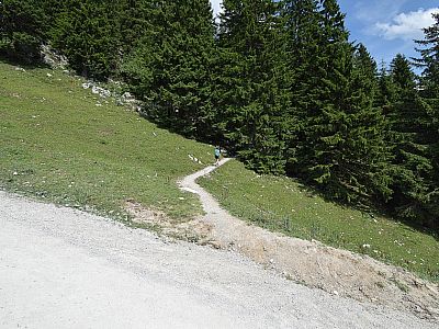 Nach der Quenger Alm biegen wir links in den Wald ab