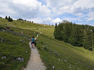 Über Almwiesen geht es zurück zur Bergstation