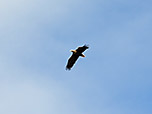 Seeadler