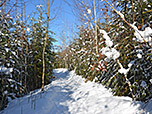 Wir durchstreifen lichten Wald...