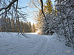 ...und verlassen im Anschluss den dichten Wald