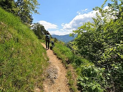 Der Weg wird flacher und wir erreichen Almwiesen