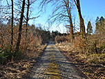 ...und mal durch lichten Wald...