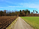 Von der Straße gehen wir auf den Wald zu...