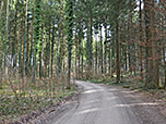 Nach dem Gewerbegebiet erreichen wir ein Waldstück