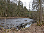 Am Waldrand kommen wir zu einem kleinen Weiher