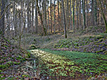 Das Kupferbachtal wird von kleinen Teichen und Bächen geprägt