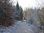 Weiter gehts durch den schattigen Wald...
