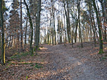 Wir wandern weiter durch den Wald...