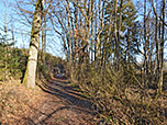 Durch lichten Wald...