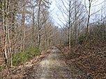 ...und wandern durch ein Waldstück...