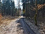 Nun wandern wir durch den Mauerner Wald...