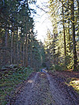 Der folgende Weiterweg durch den Wald Richtung Richtung Kirchsee...