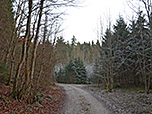 ...und tauchen in einen schattigen Wald ein