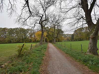Auf der Bucher Allee erreichen wir Buch