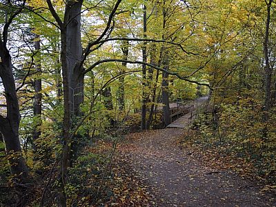 Nahe dem Ufer geht es durch den Wald