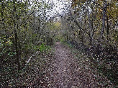 Den nahen Ammersee links können wir im Wald nicht sehen