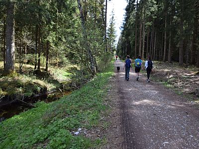 Der Moorlehrpfad führt uns entlang des Eichelbachs