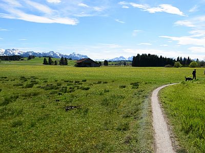 Mit Blick auf die Alpen verlassen wir den Wald