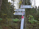 Kurz tauchen wir 2.4 km vor Wildsteig in den Wald ein