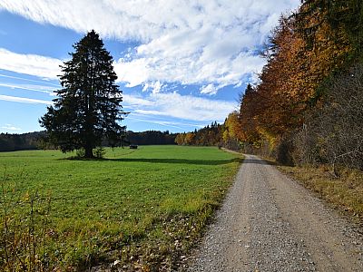 Vor Wessobrunn werden die Waldabschnitte wieder weniger