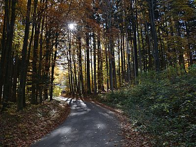 Ein letztes Mal geht es auf einer Straße durch den Wald ...