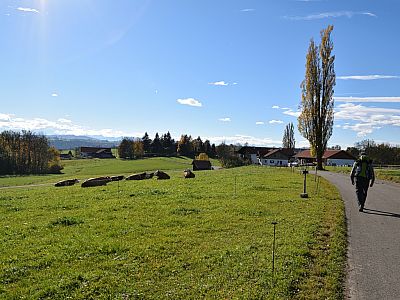 Die Kühe genießen wie wir die Herbstsonne