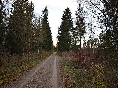 ... und marschieren weiter geradeaus durch den Wald.