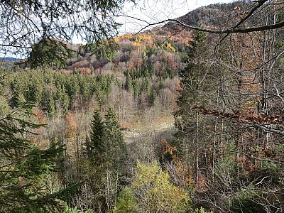 Der Herbst hat im Wald die Bäume bereits bunt gefärbt
