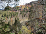 Der Herbst hat im Wald die Bäume bereits bunt gefärbt